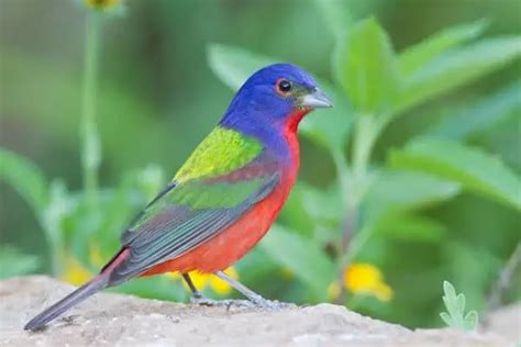 Facts About Painted Buntings With Photos Bird Feeder Hub