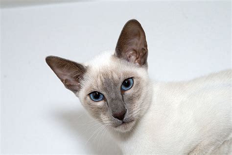 Chocolate Point Siamese Cats