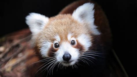 Red Panda Wallpapers Wallpaper Cave