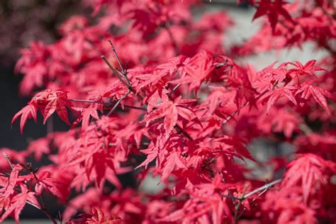 Acer Palmatum Fireglow Japanese Maple