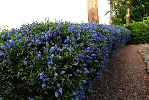 California Lilac hedge | California lilac, Garden hedges, Native garden