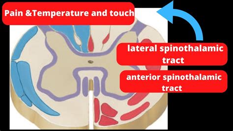 15 Pathway Of Pain Andtemperature And Touch Sensation Youtube