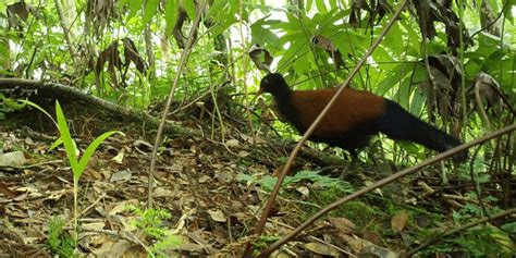 US researchers jubilant after rediscovering a bird lost to science for ...