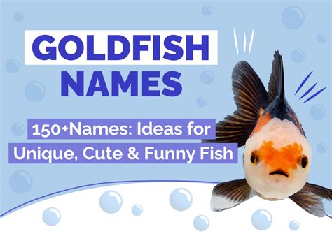 150+ Goldfish Names: Ideas for Unique, Cute & Funny Fish | Hepper