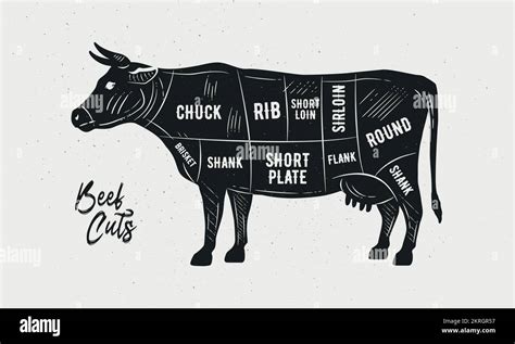 Vector Cuts Of Beef Butcher Diagram Scheme Chart Cow Sketch Silhouette Isolated On White