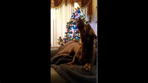 Toby Dog Sings Christmas Carol Song Youtube