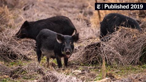 Feral Pigs Roam The South Now Even Northern States Arent Safe The