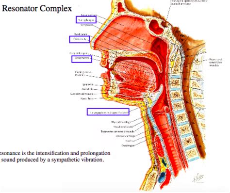 Resonator Complex Diagram Quizlet