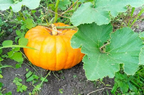 Una Gran Calabaza De Naranja Que Crece En El Huerto Foto De Archivo