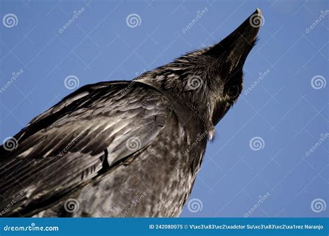 Canary Islands Raven Looking For Possible Predators Stock Image