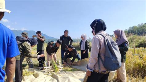 Pengenalan Teknik Ubinan Dalam Menghitung Produktivitas Padi Kelompok