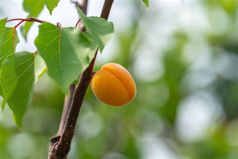 Stone Fruit - Binbarra Farm