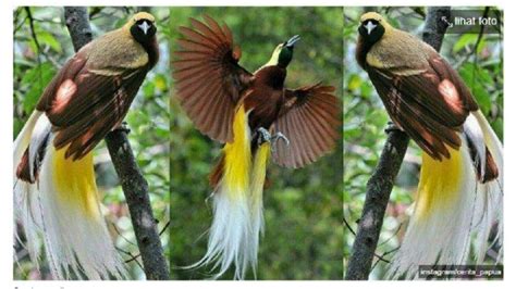 Mengenal Mahkota Burung Cenderawasih, Benarkah Bakal Jadi Suvenir di ...