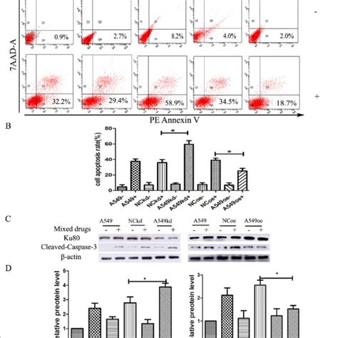 A549 Cell Transfection And Cisplatinpemetrexed Treatment A Normal