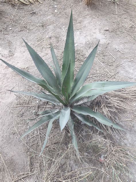 Cabuya Negra Agave Cordillerensis Repositorio Digital Flora