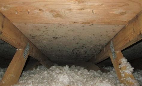 Mold On Attic Roof Sheathing What It Is And How To Remove It Environix