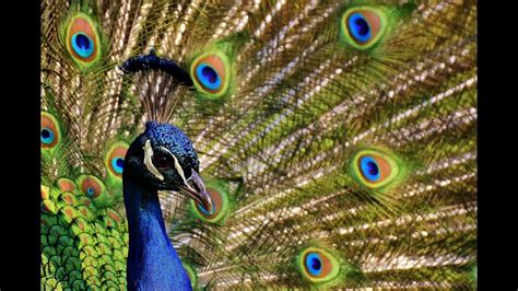 13 Feathery Facts About Peacocks Youtube