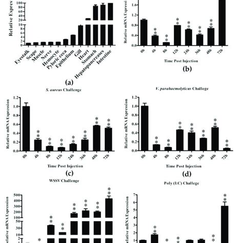 Tissue Distribution Of Lvifi In Healthy L Vannamei And Expression