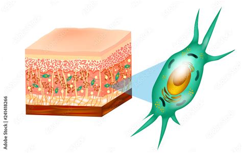 Fibroblasts Skin