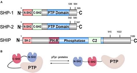 Frontiers Strategy For Leukemia Treatment Targeting SHP 1 2 And SHIP