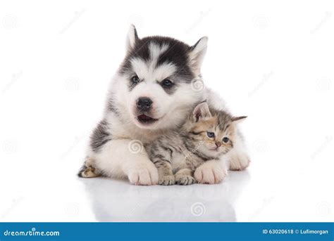 Cute Siberian Husky Puppy Cuddling Cute Kitten Stock Photo - Image of ...