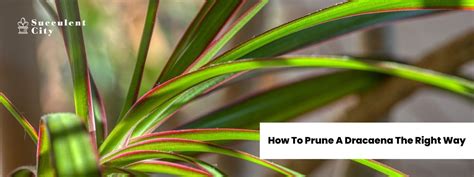 How To Prune A Dracaena The Right Way Succulent City