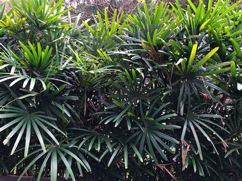 Un Grupo De Plantas Tropicales Con Hojas Verdes Y La Palabra Palmera En