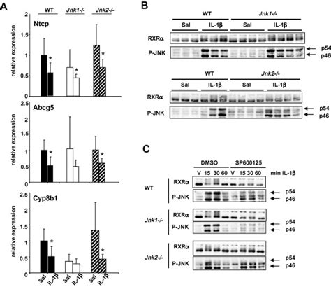 Redundant Roles For Cjun N Terminal Kinase And In Interleukin