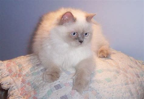 Lilac Point Himalayan Persian Cats And Kittens Animals Cats