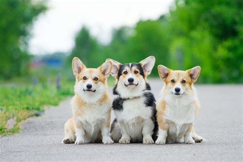 Download A Pet Corgi Happy And Adorable In Its Nature