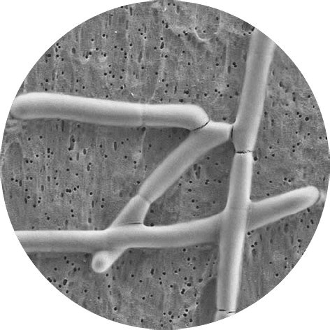 Lactobacillus Acidophilus Microscope