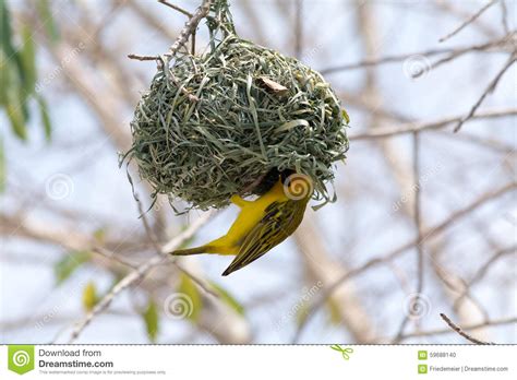 Weaver Bird #PAleOw - Clipart Suggest