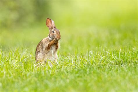 What Fascinating Facts Do You Know About Domestic Rabbits ...