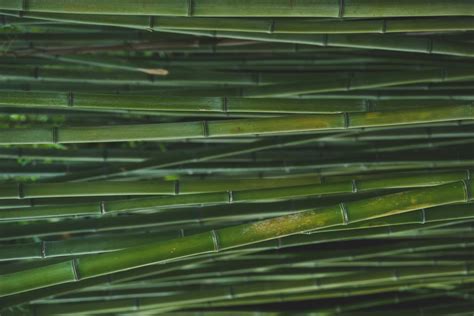 Bamboo Grass · Free Stock Photo