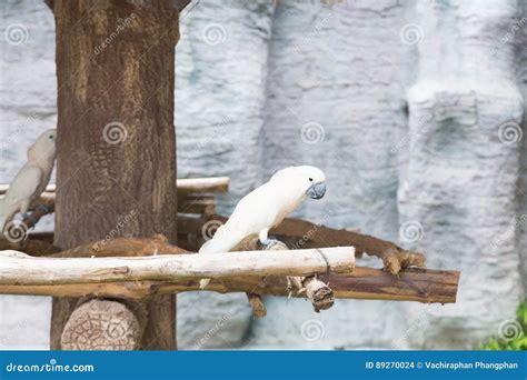 Parrot On A Stick With Its Beak Wide Open Stock Image Cartoondealer