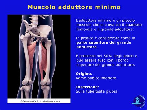 Muscoli Adduttori Della Coscia Anatomia E 5 Esercizi