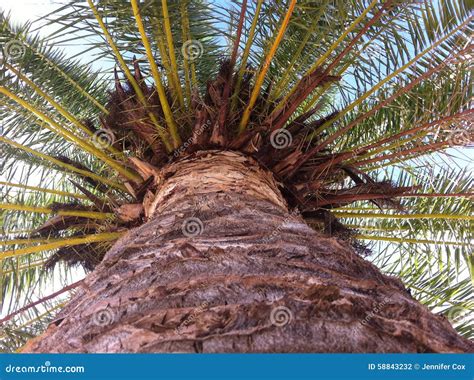 Majestic Palm Stock Photo Image Of Palm Beach Leaves 58843232