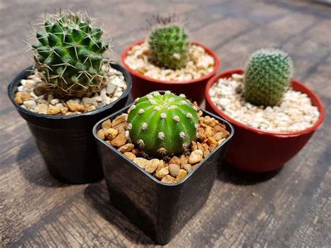 25 Beautiful Cactus Garden Ideas | Trees.com