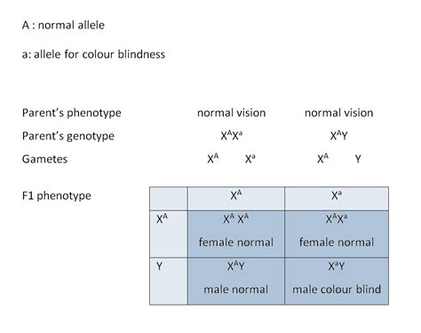 132 Genetic Diagrams Biology Notes For A Level