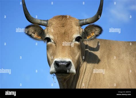 Aubrac Cow Portrait Old French Breed Of Cows Stock Photo Alamy