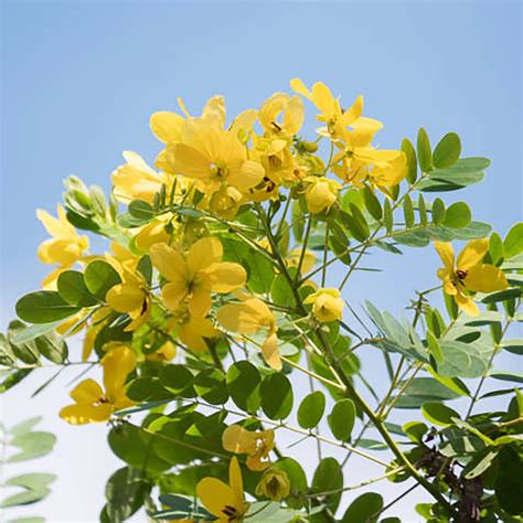 Qauzuy Garden Egyptian Senna Mmf Alexandrina Seeds East Indian Senna