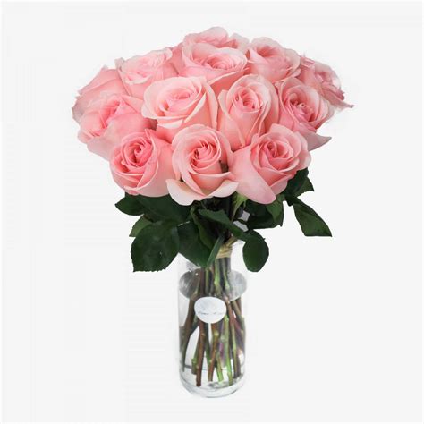 18 Light Pink Roses - Flower Shop Lilac