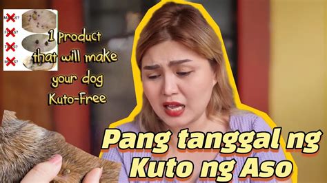 Paano Alisin Ang Kuto Sa Aso 1 Effective Hassle Free Product To Make