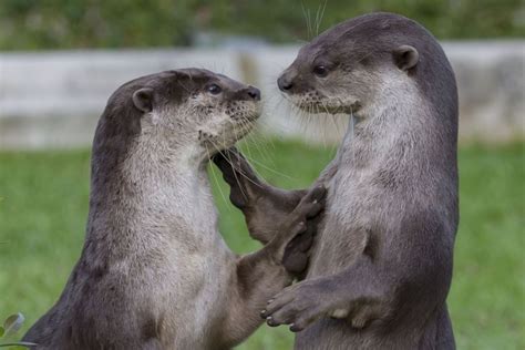 Pin On I Love Otters