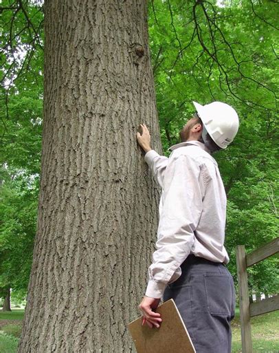 Tree Surveys And Mapping Etter Tree Care