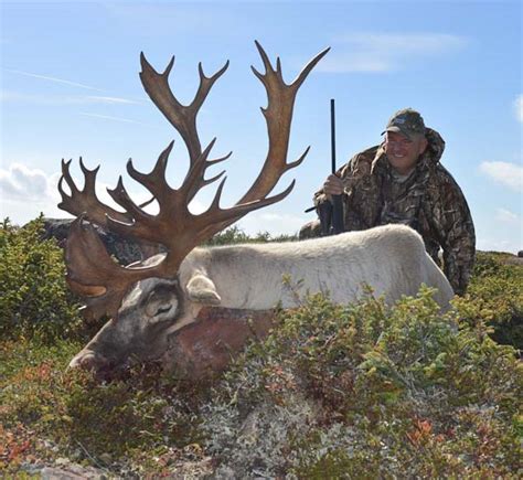 Caribou Newfoundland Moose Hunts Big Game Hunting Outfitter Nl