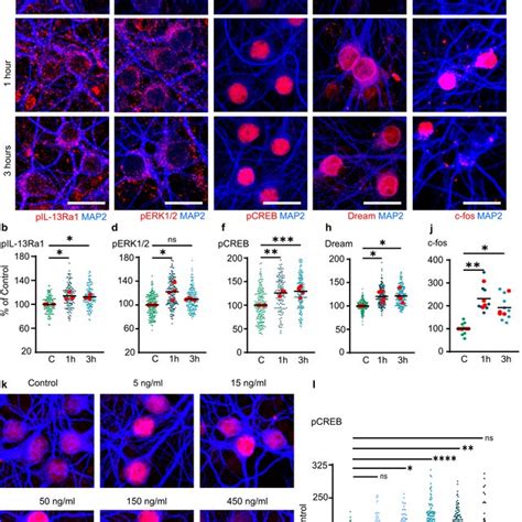 Neuronal IL-13 and its receptor IL-13Ra1 are synaptic proteins a–c ...