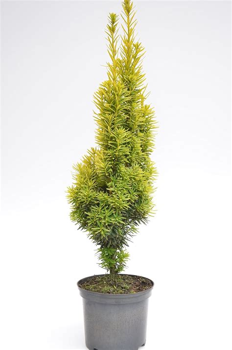 Gelbe S Uleneibe Taxus Baccata Fastigiata Aureomarginata Cm Hoch