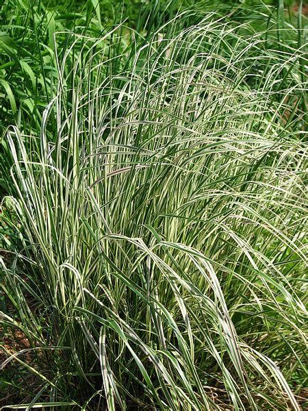 Photo Of The Entire Plant Of Feather Reed Grass Calamagrostis X Acutiflora Overdam Posted By