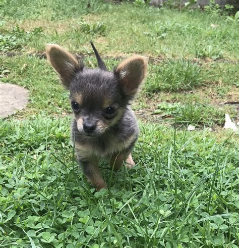 Long Haired Chihuahua Puppies For Sale Longhair Chihuahua For Sale